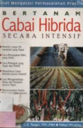 Bertanam cabai hibrida secara intensif