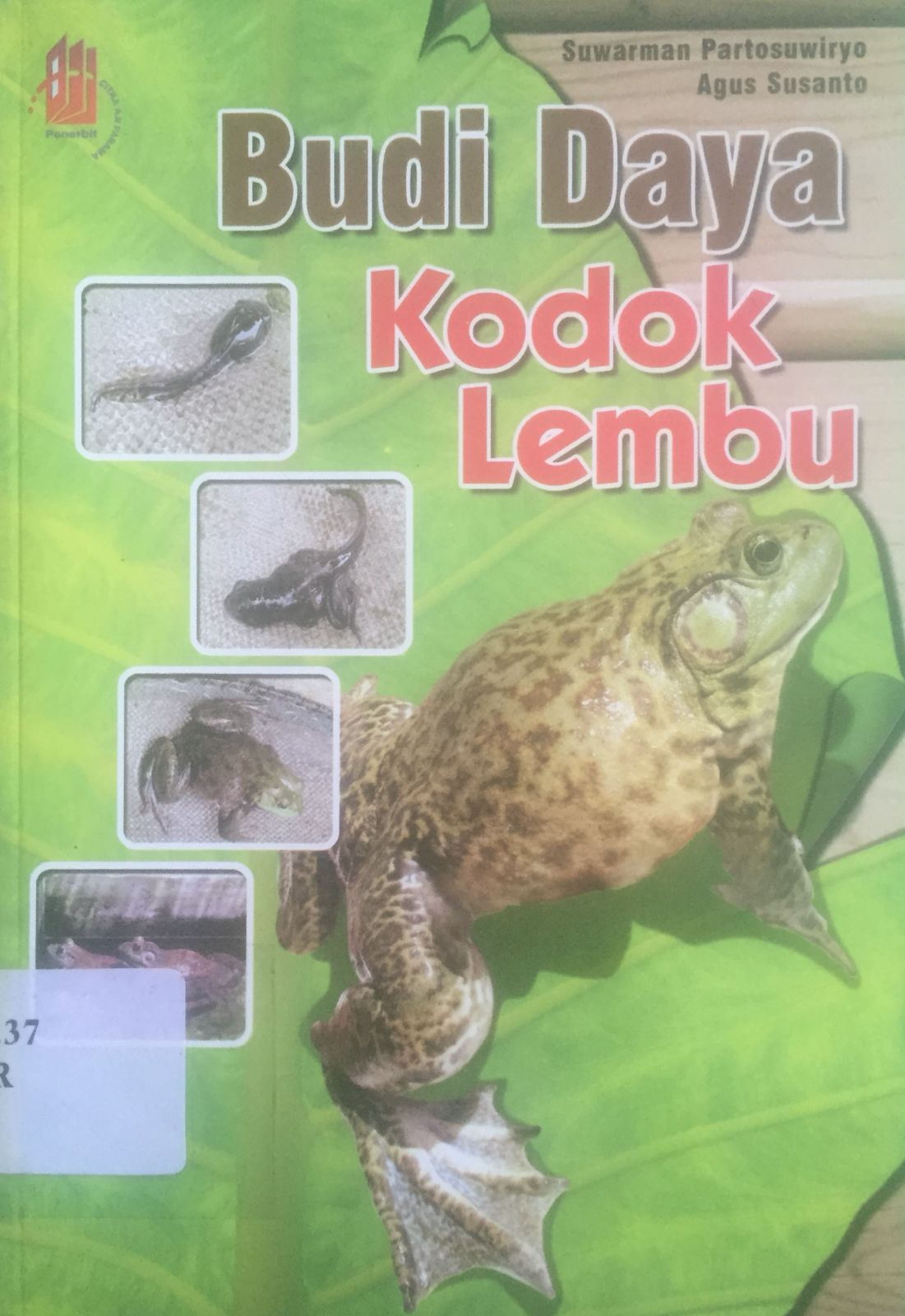 Sampul Budi daya kodok lembu / Suwarman Partosuwiryo
