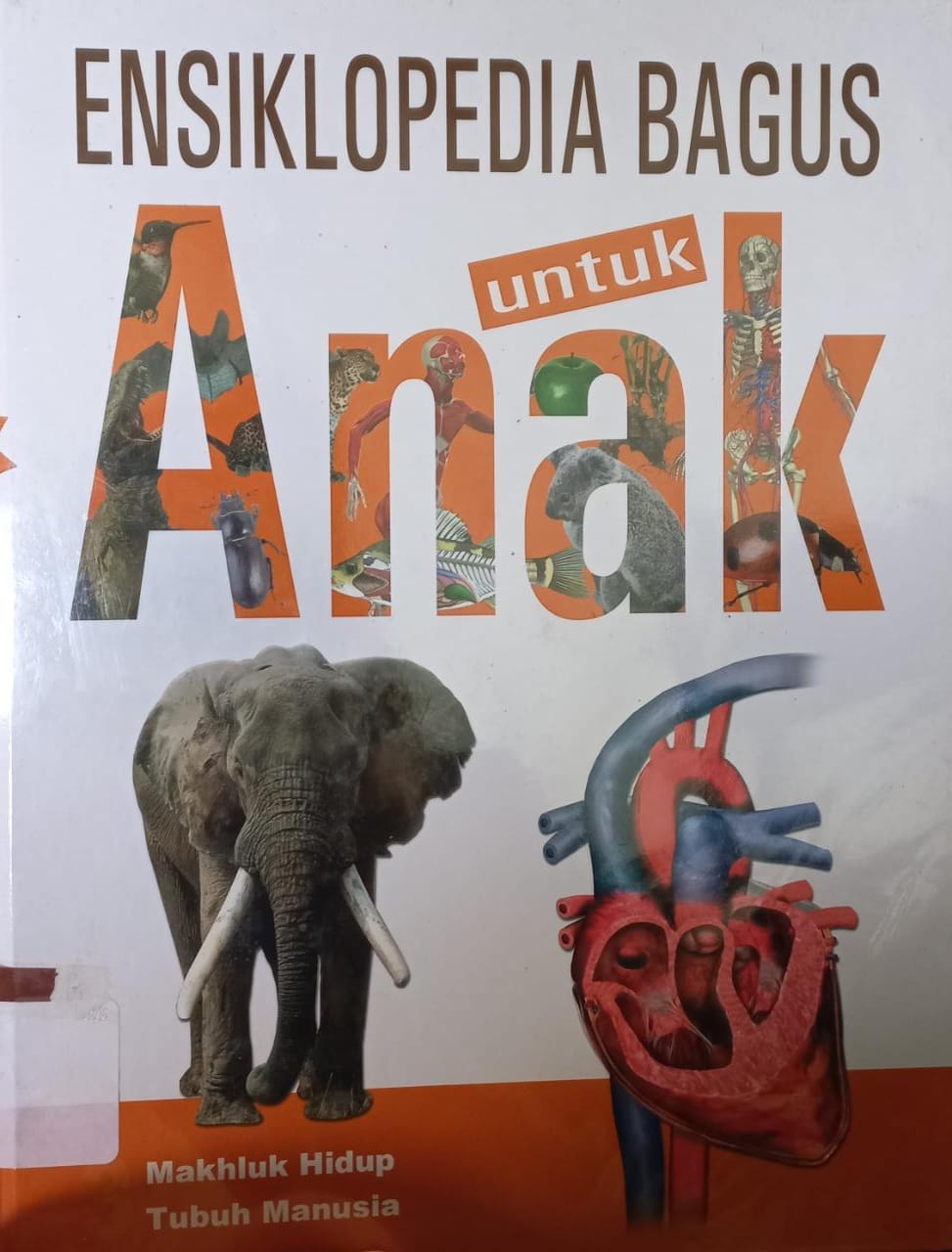 Sampul Ensiklopedia Bagus Untuk Anak Jilid 3 :  Makhluk hidup, Tubuh manusia / Henny Susila ; Alih Bahasa